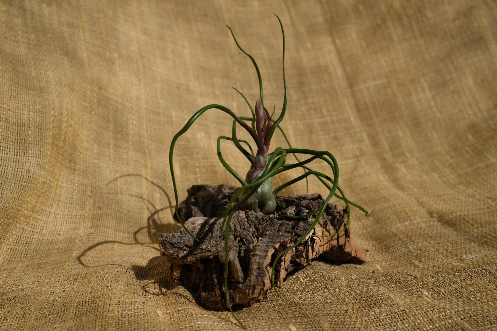 Tillandsia bulbosa