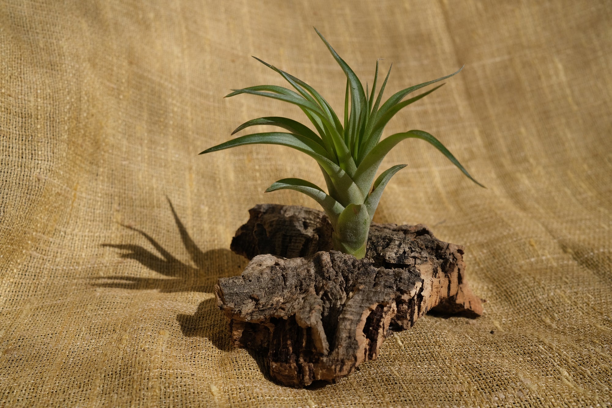 Tillandsia brachycaulos