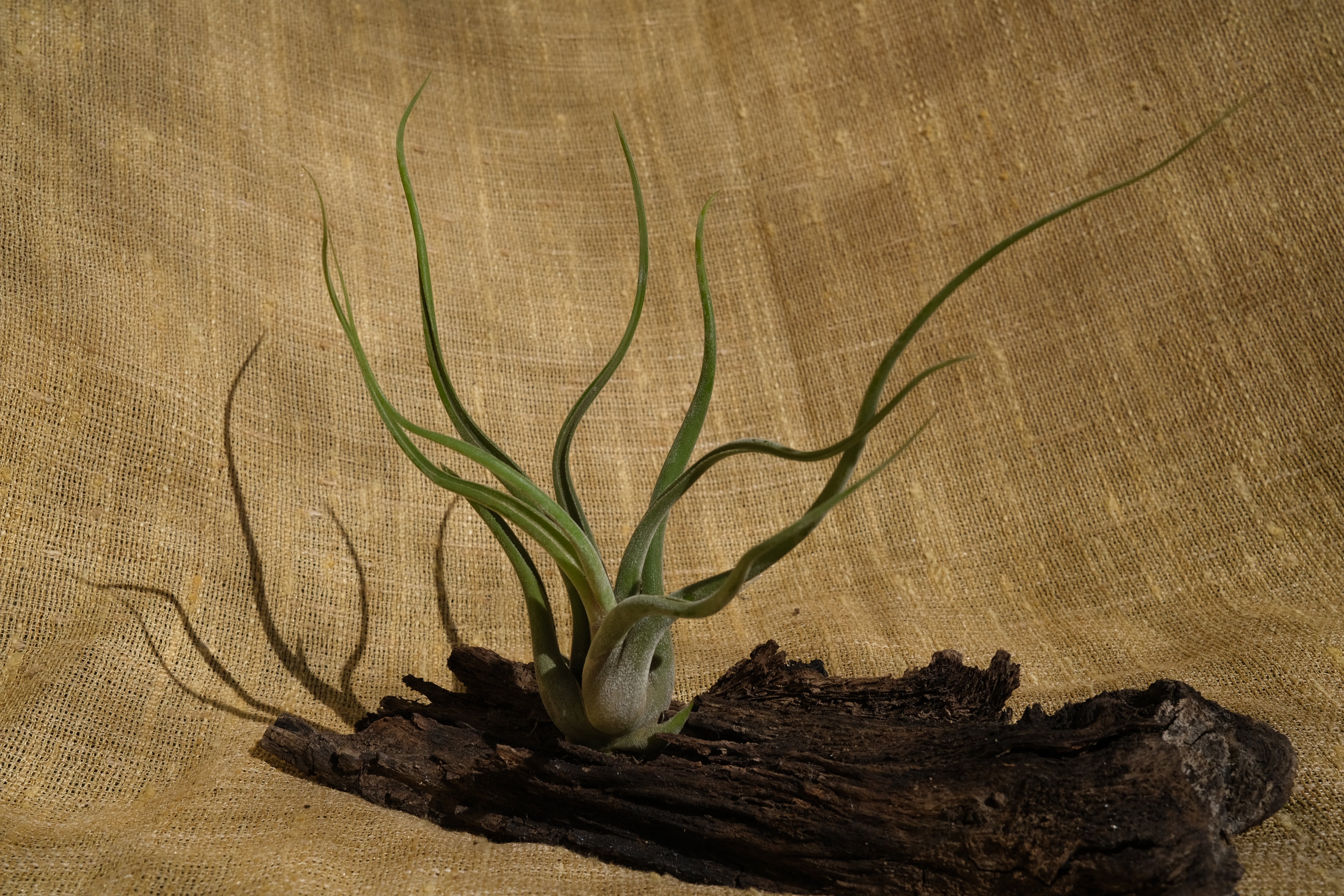 caput medusae jellyfish air plant Tillandsia caput-medusae – Airplantería