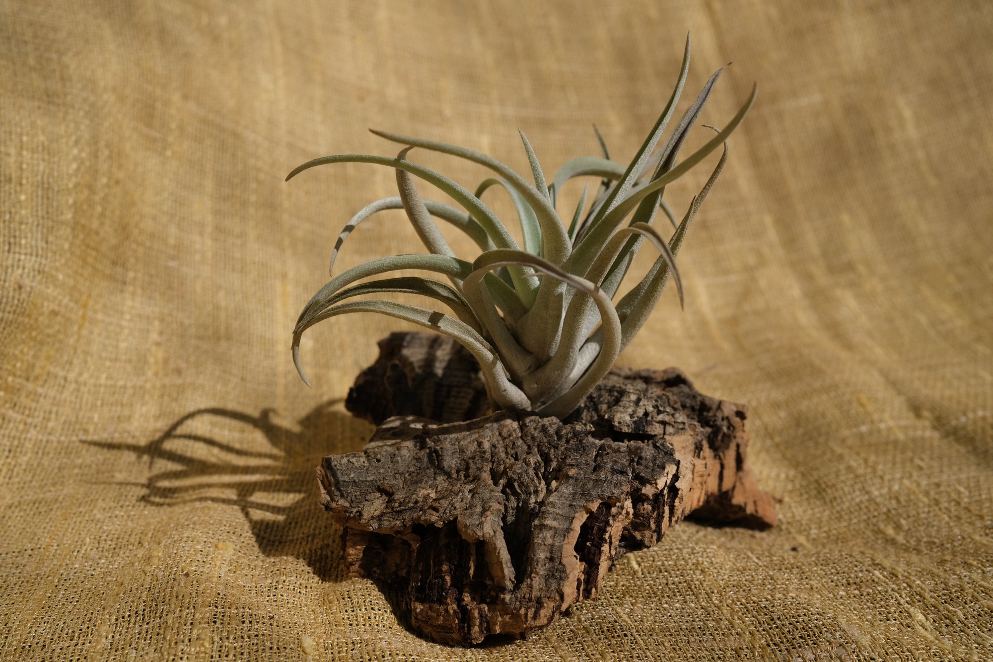 Tillandsia harrisii