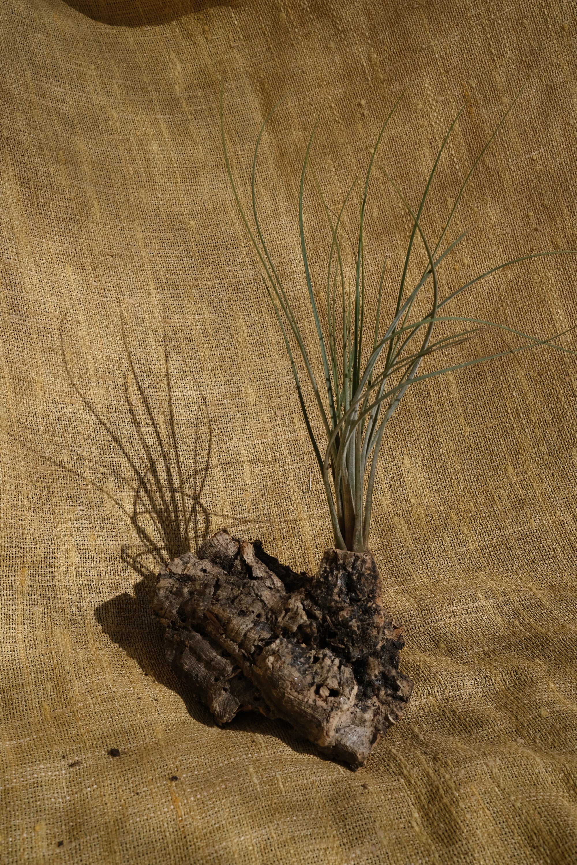 Tillandsia juncea