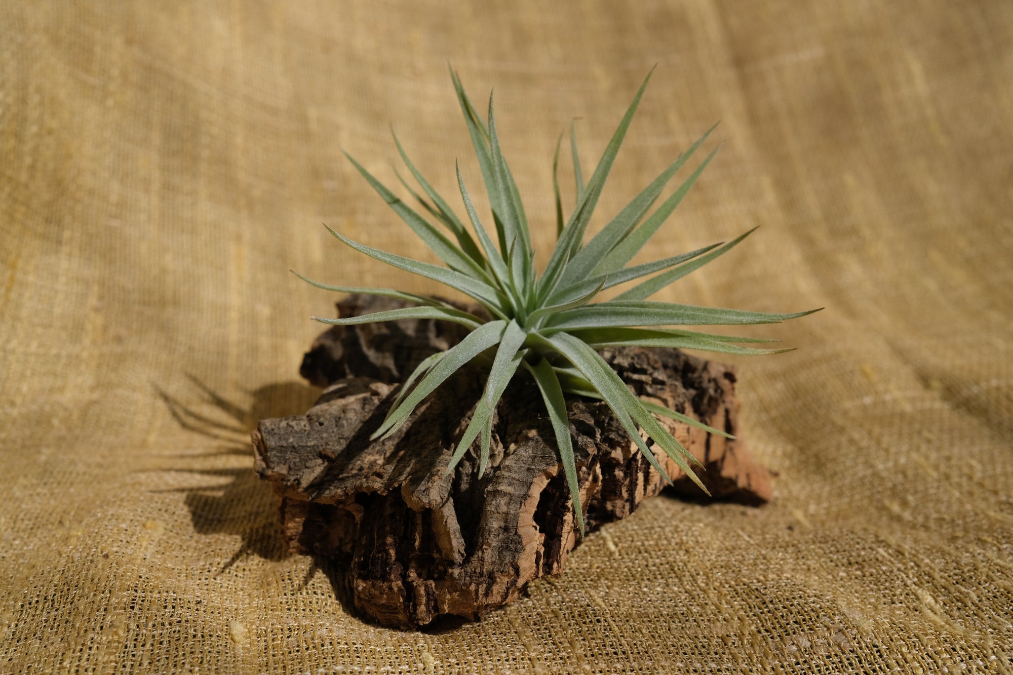 Tillandsia plagiotropica