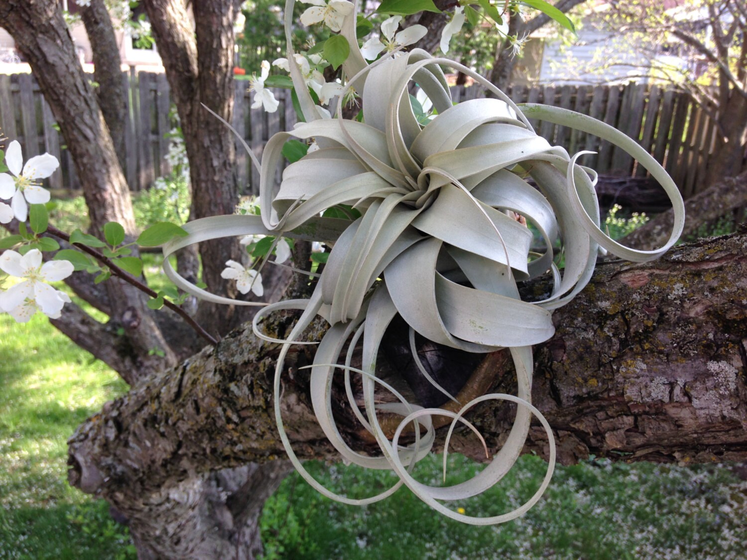 The King of Air Plants: Tillandsia xerographica