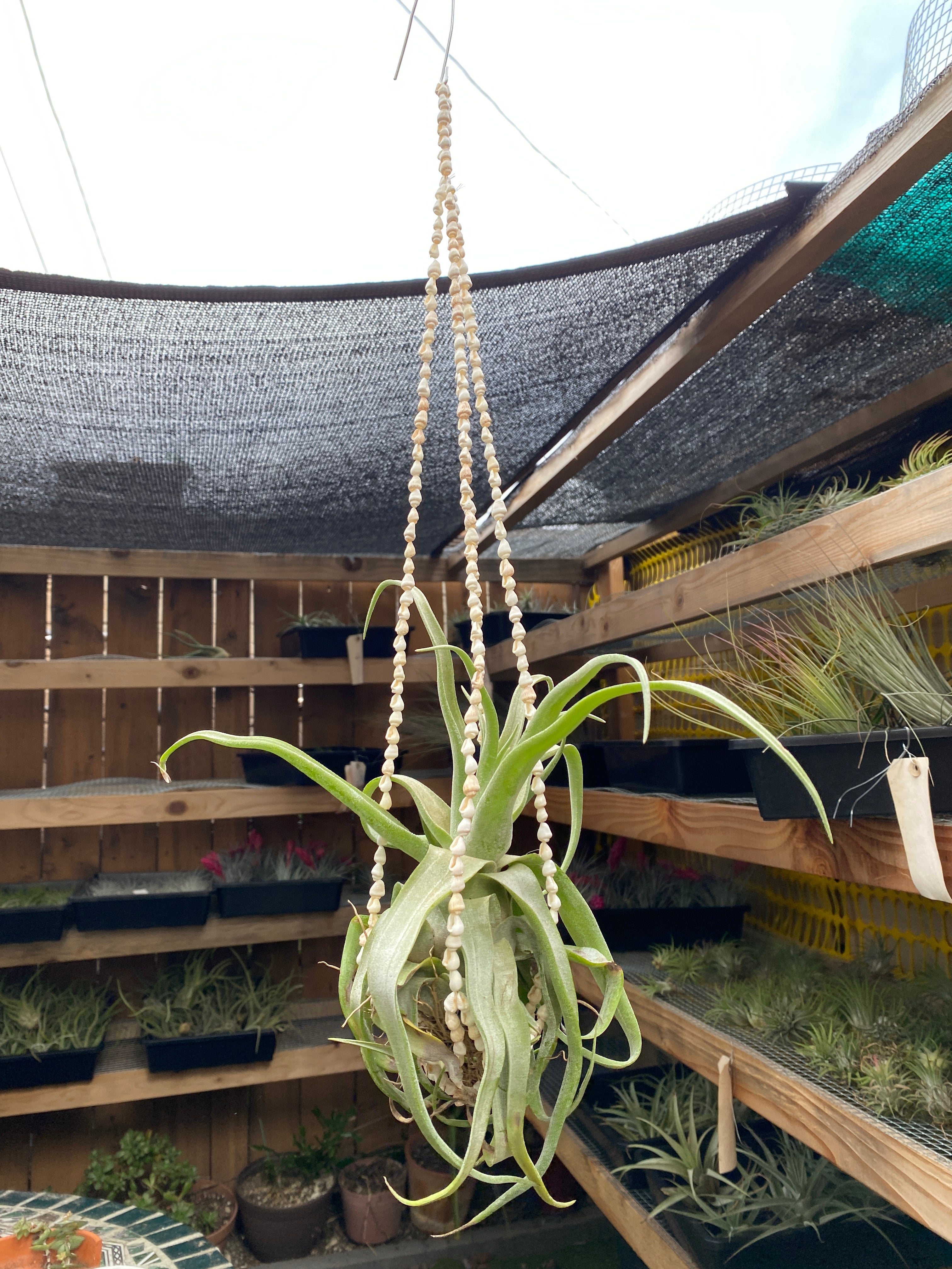 Shell Hanger – Airplantería