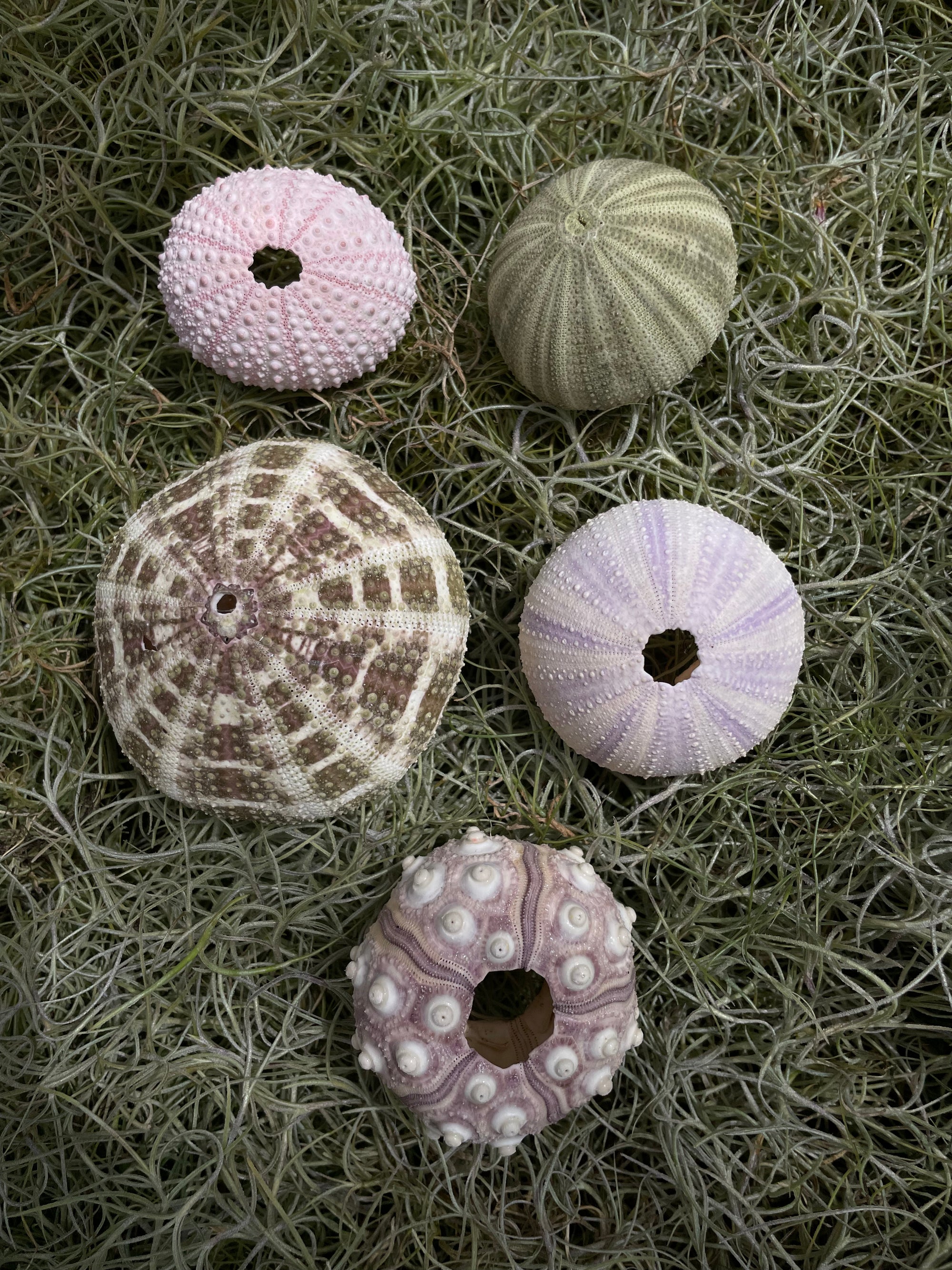 Mushroom Sea Urchin