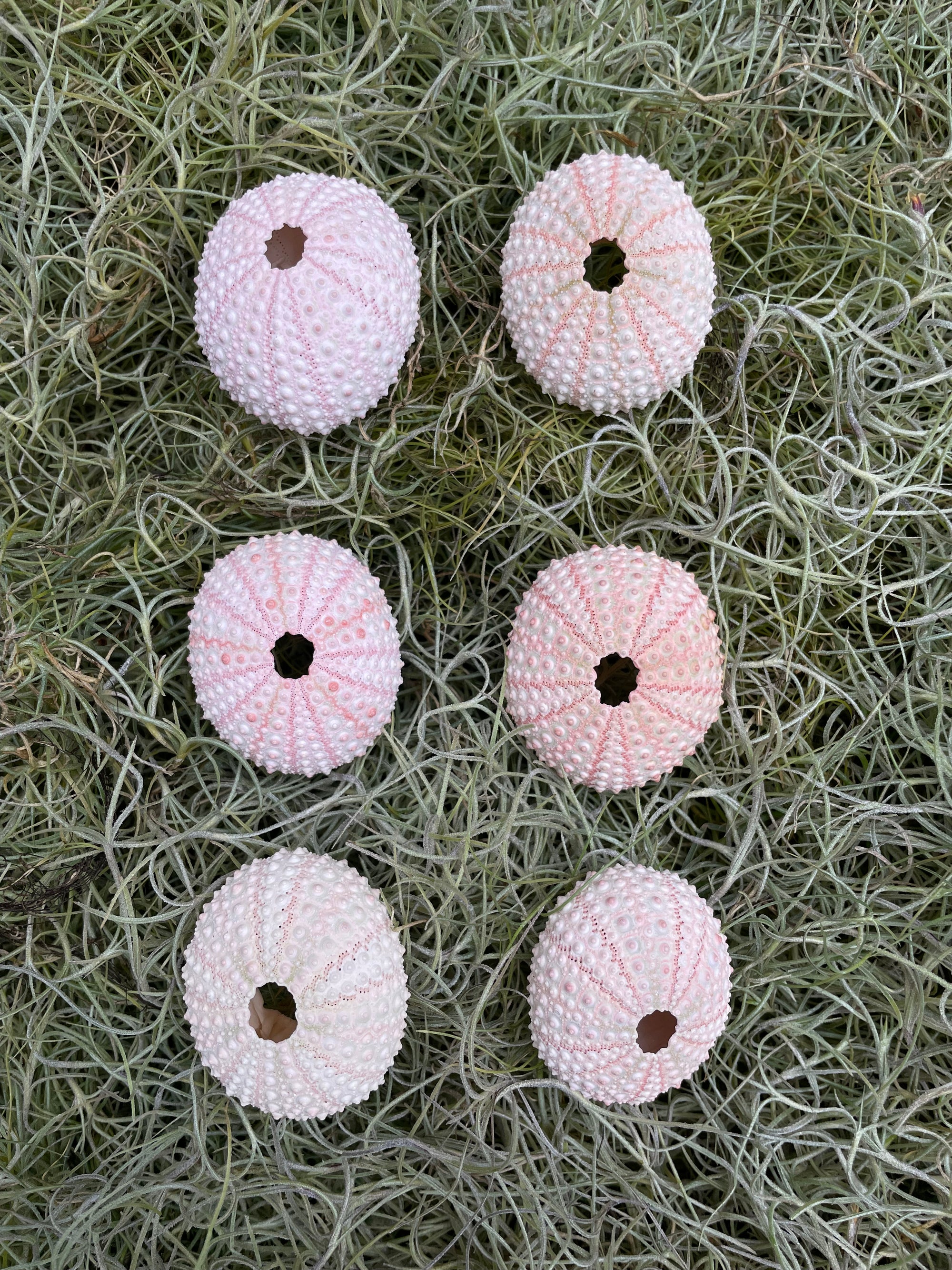 Mini Pink Sea Urchin