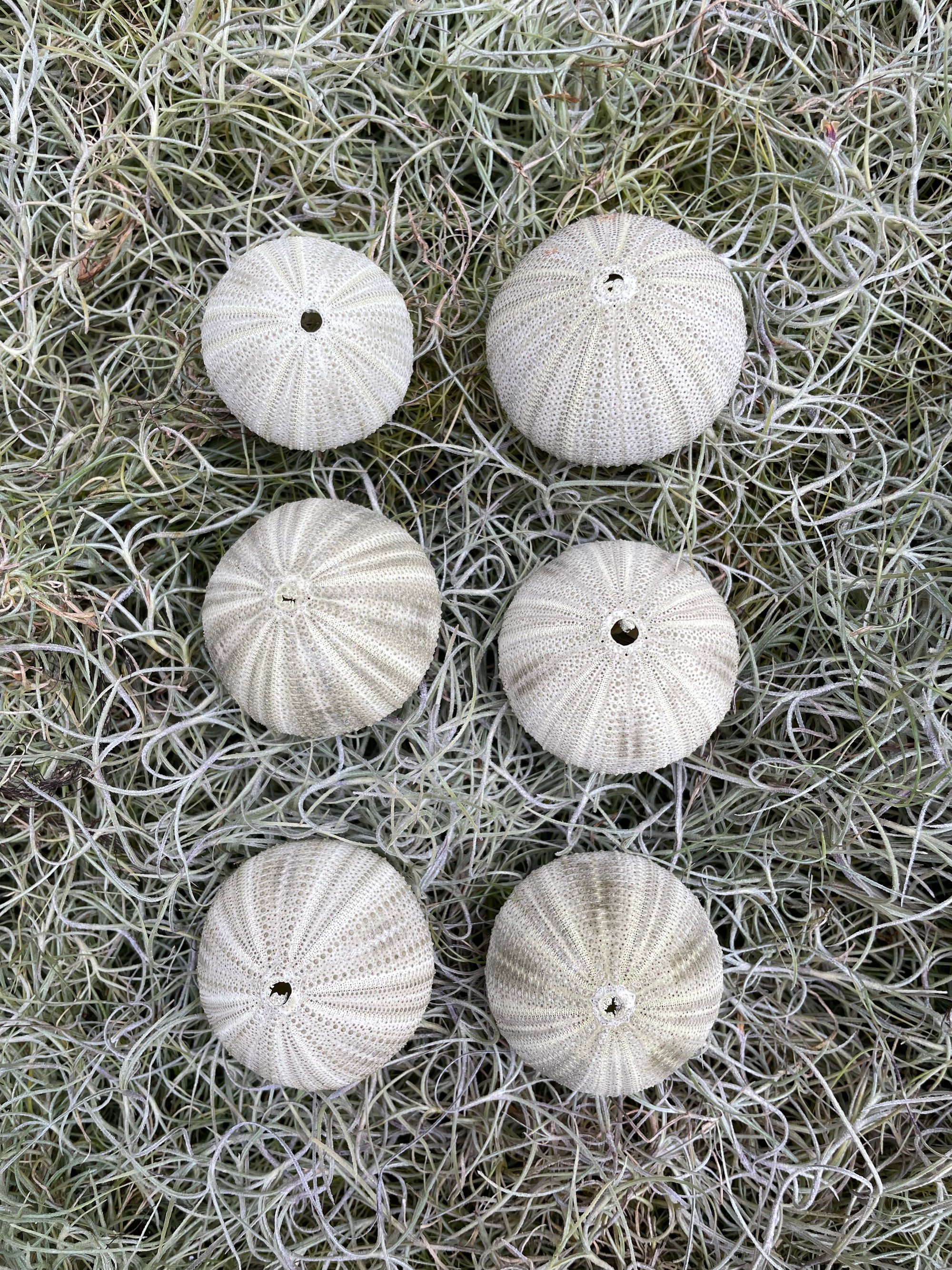 Green Ball Sea Urchin