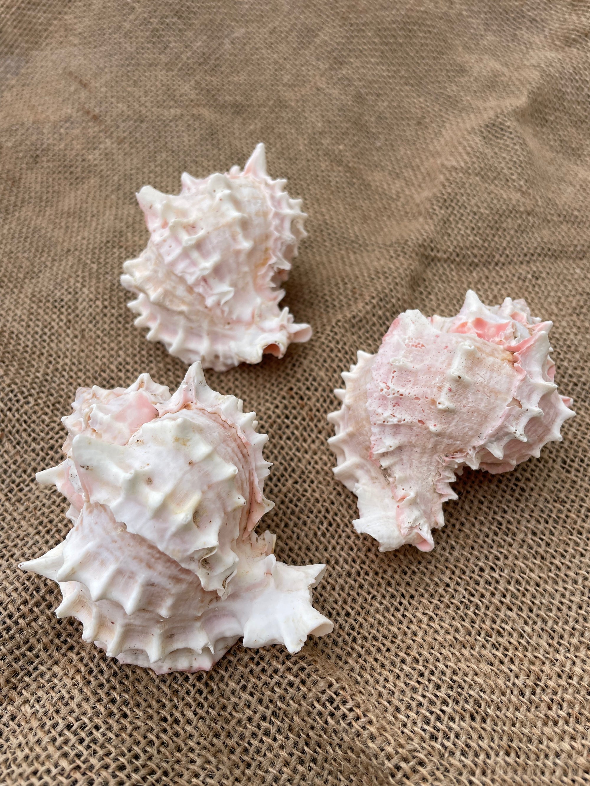 Pink Shell Sire Pink Murex Shell – Airplantería
