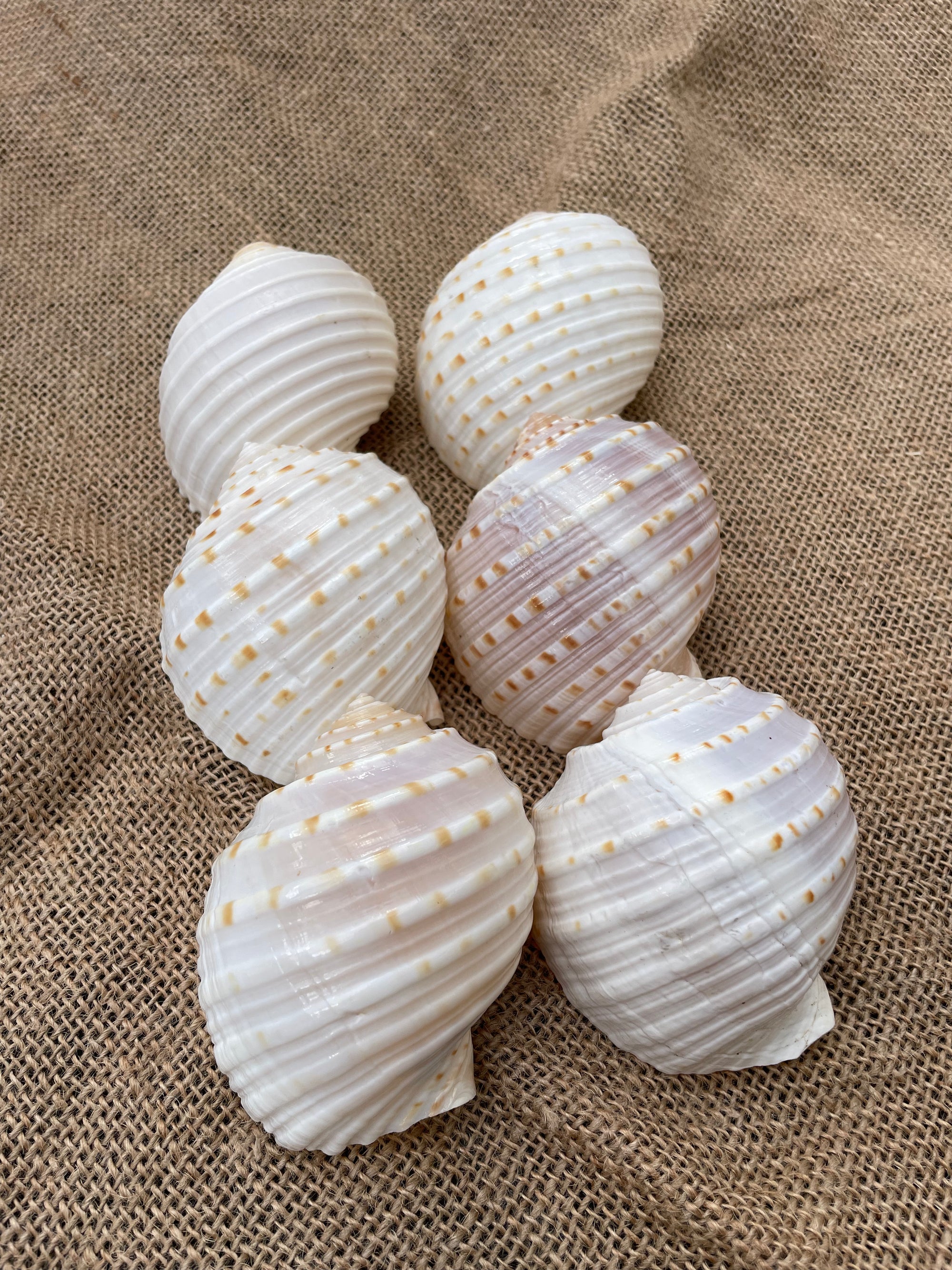 Tona Shell Spotted Tonna Shell – Airplantería