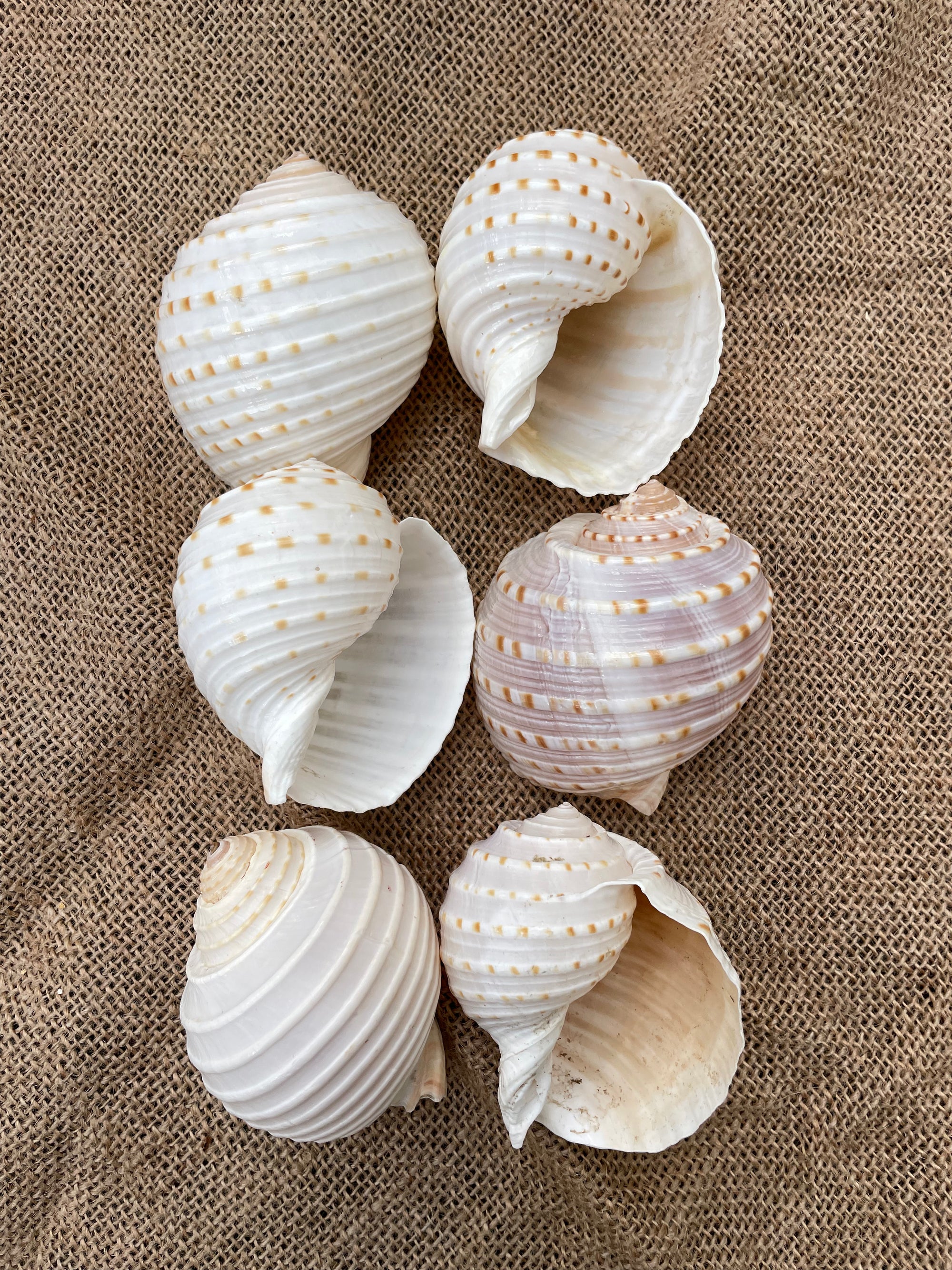 Tona Shell Displays – Airplantería