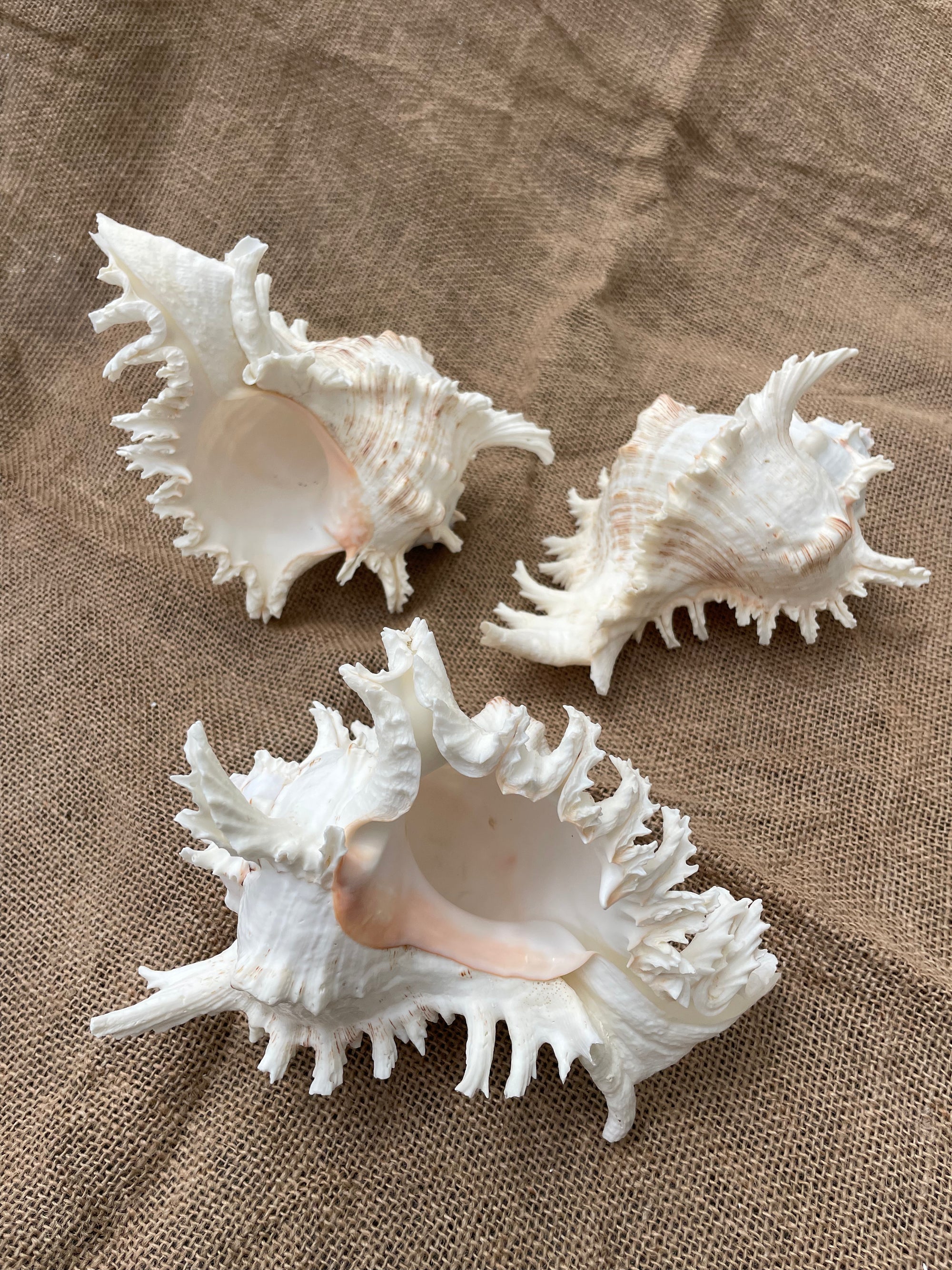 Mulex Shell Ramosa Murex Shell – Airplantería