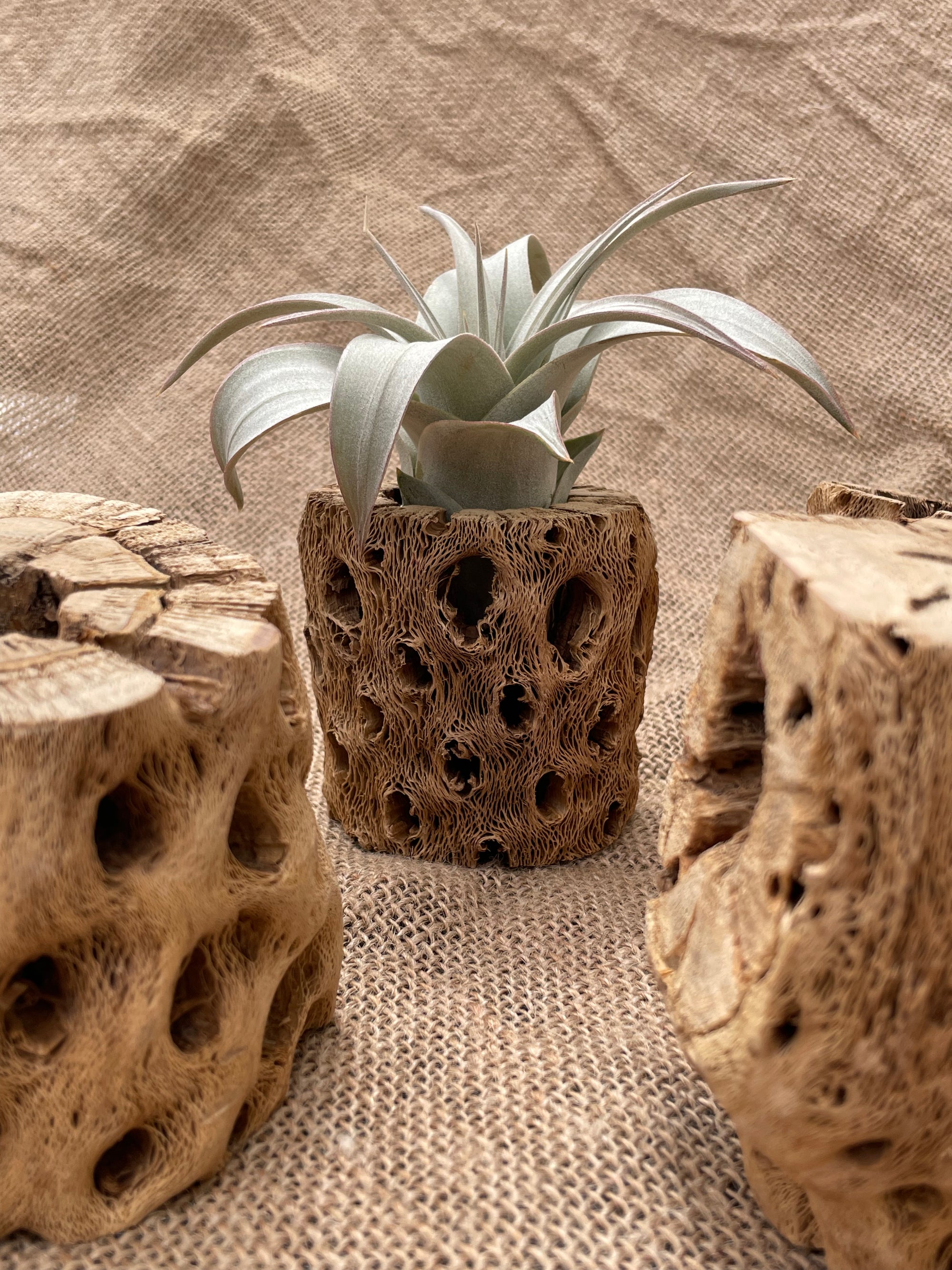 Cholla Cactus Wood