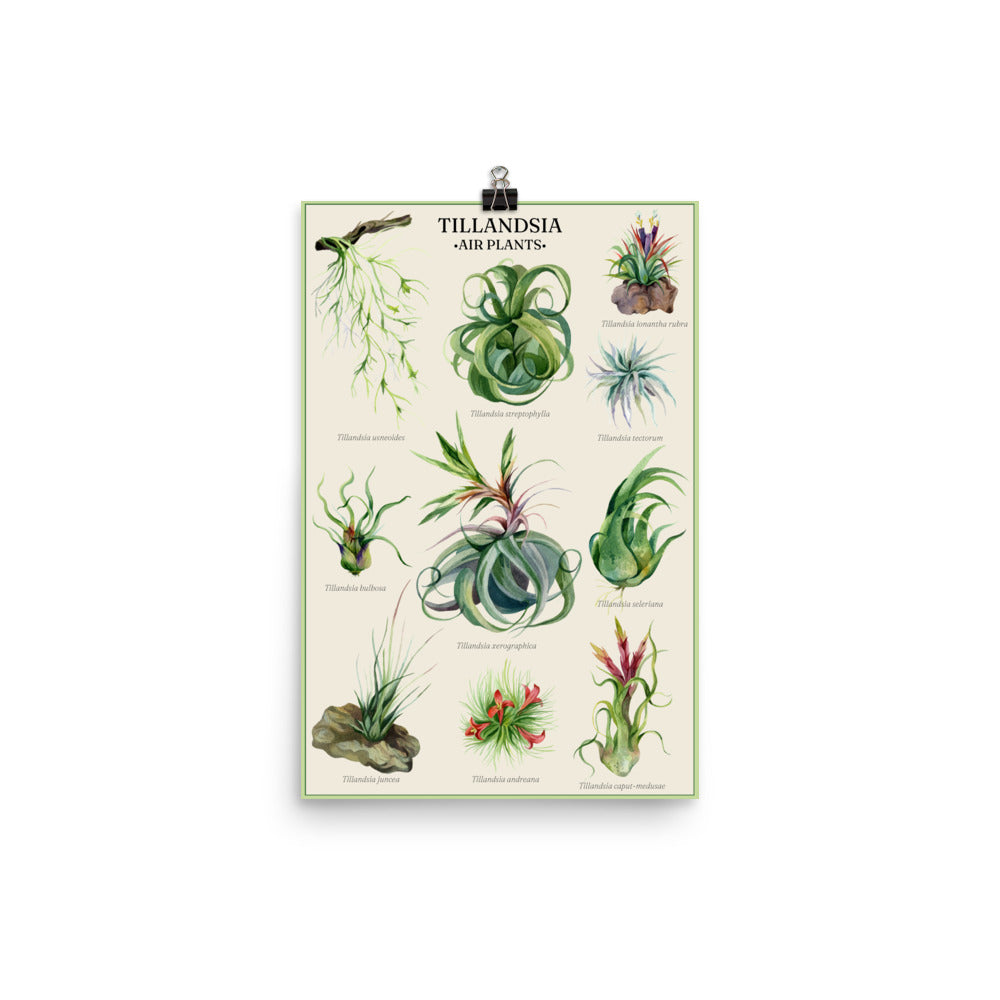 Vintage Botanical Air Plant Collection Poster