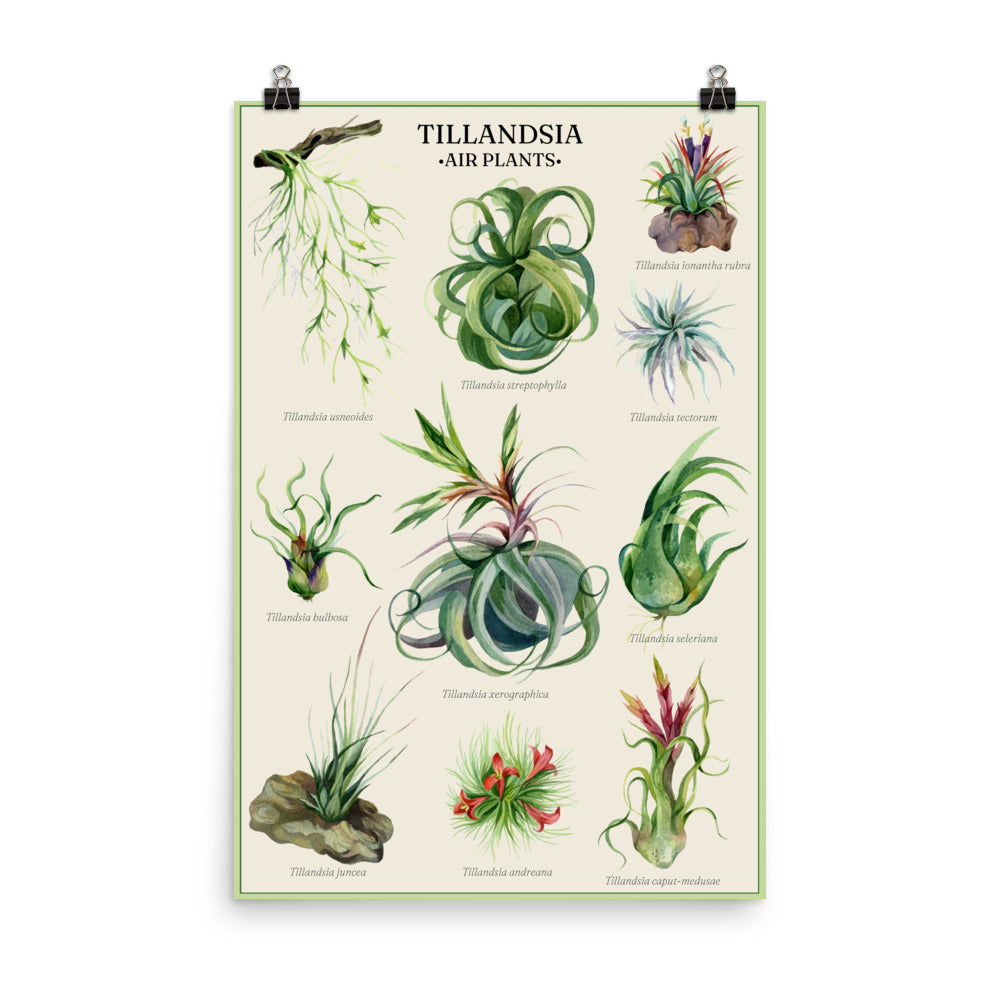 Vintage Botanical Air Plant Collection Poster